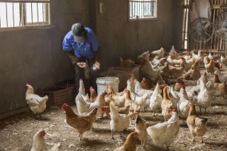 قطاع الدواجن.. استفاقة متأخرة أم زبد بحر!