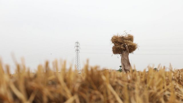 مصر تنسحب من اتفاقية الحبوب الدولية