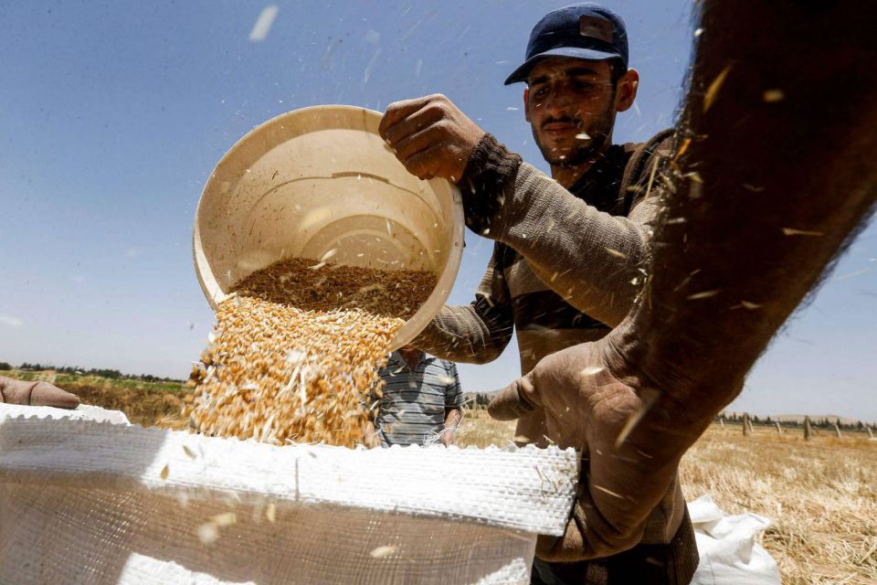 موسم القمح وحسابات الحقل والبيدر