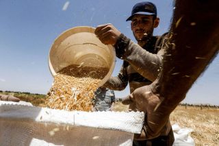 موسم القمح وحسابات الحقل والبيدر