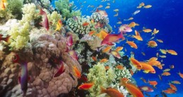 علماء: اسفنج البحر لعلاج الأورام