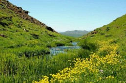 التنوع الحيوي كأداة للتنمية