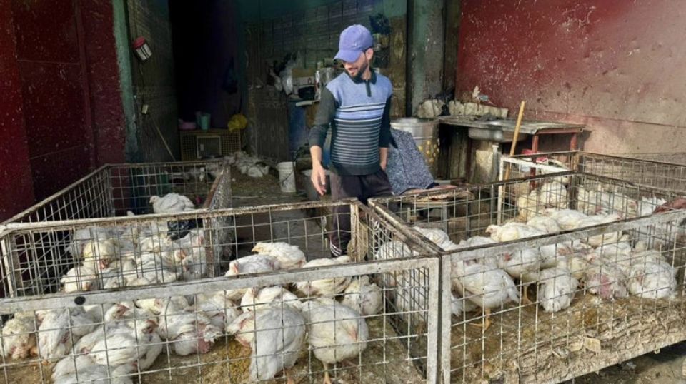 عمال الدواجن... الحلقة المنسية في صناعة تُدار على أكتاف المهمشين