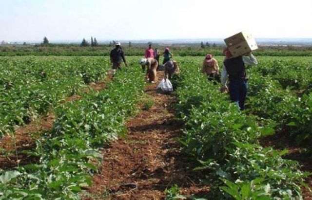 فلاحو  السقيلبية والغاب بدون بذار