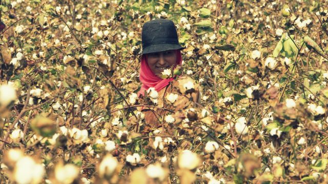القطن في مصر مر بمنعطفات خطيرة كانت السبب الرئيسي فى انخفاض المساحات المنزرعة منه