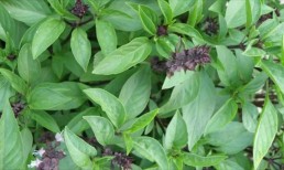 الريحان يحمي من السرطان ويحارب الشيخوخة