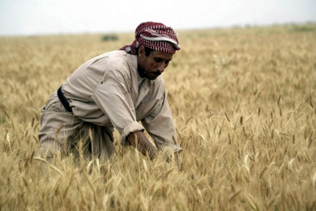 أثر دعم المحاصيل في ريعية  القمح والشعير