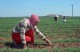 عيوب استصلاح الأراضي في الرقة ودير الزور