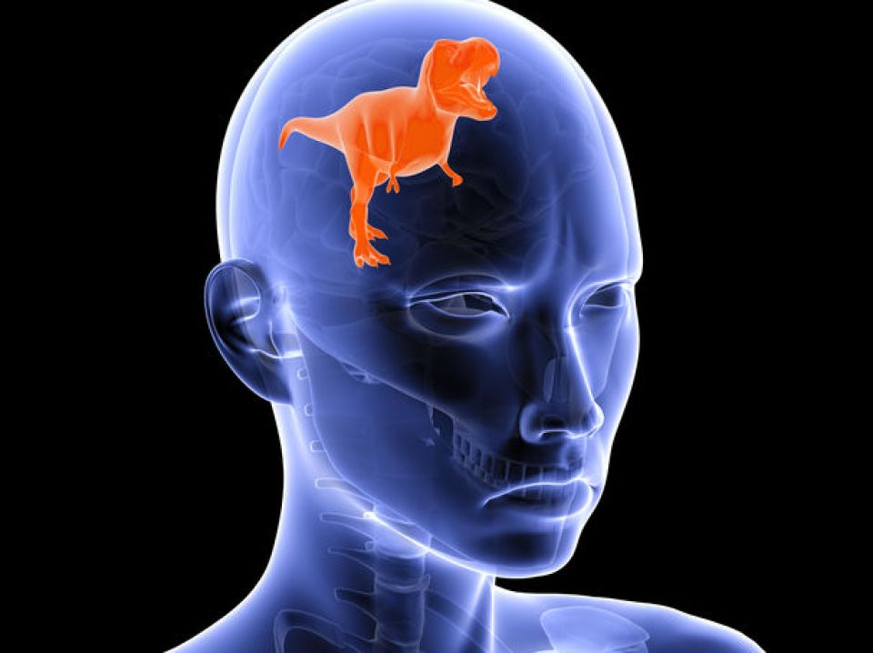 حروب التحكم بـ&laquo;الزواحف&raquo; التي في دماغنا