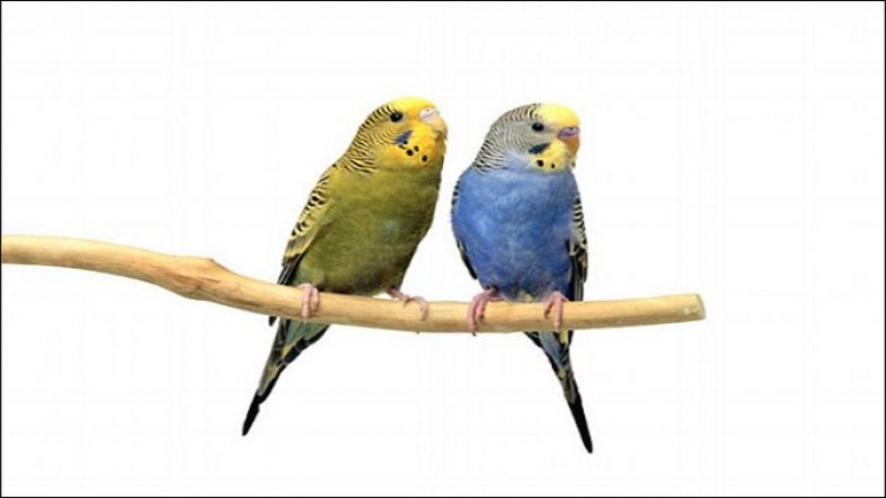 الاستعانة بتقنيات الطيور&nbsp;لتجنب الاصطدامات الجوية