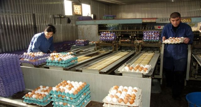 مطالب لعمال دواجن السويداء