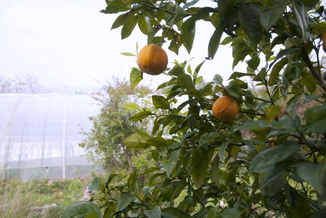 الكفاءة الاقتصادية لإنتاج البرتقال في سورية