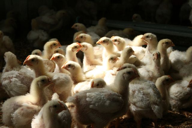 قطاع الدواجن نحو المزيد من الانهيار