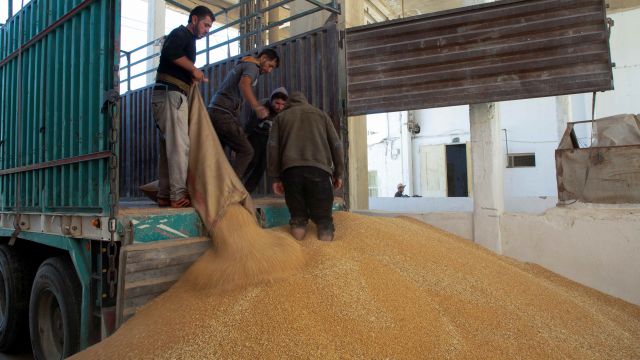 محصول القمح.. أرقام وبيانات وآليات عمل تصب بمصلحة أصحاب الأرباح!