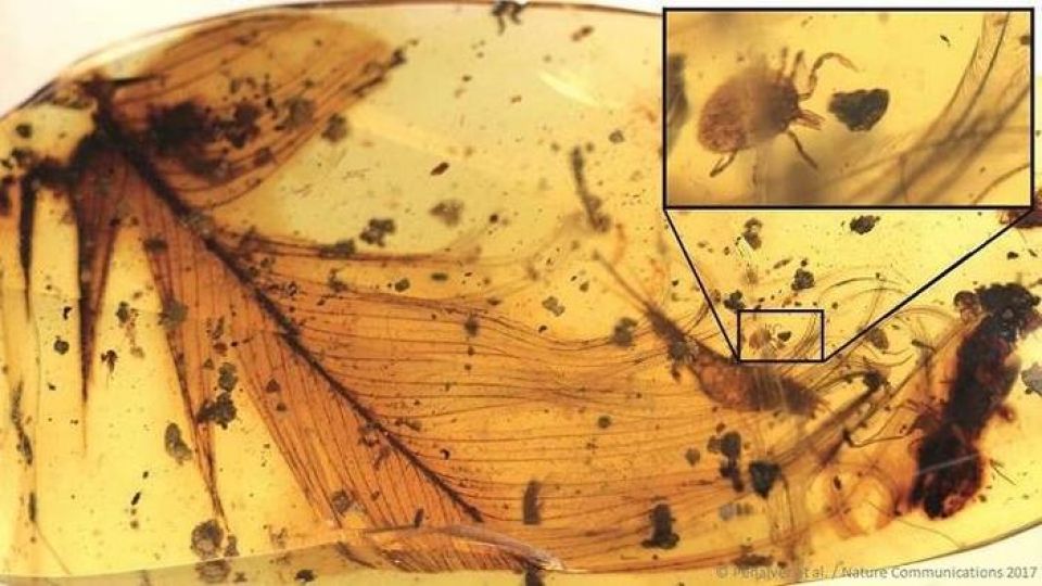 العثور على آثار برمائيات عمرها 100 مليون عام