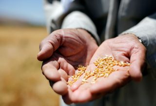مؤتمر الحبوب في زمن الجفاف