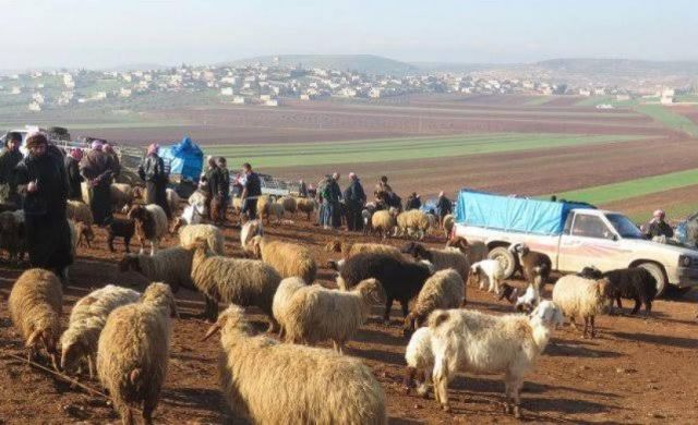 الحمى المالطية تصيب بعض رؤوس الثروة الحيوانية في دير الزور