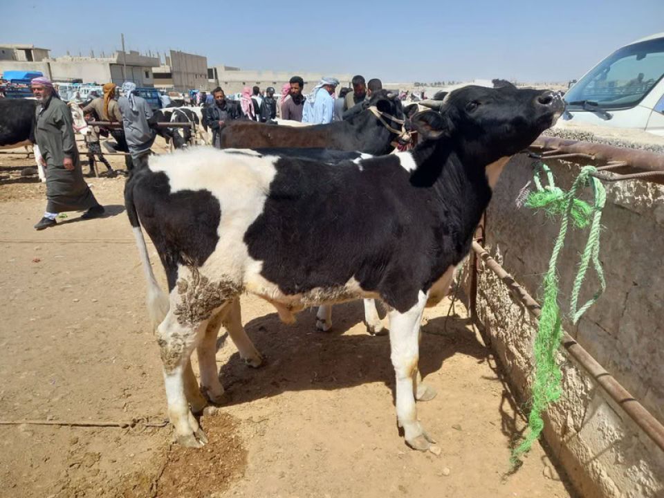 الوضع الوبائي لمرض الحمّى القلاعية في الثروة الحيوانية