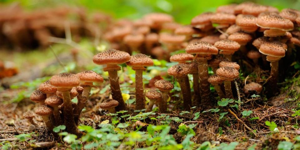 ماذا نستفيد من ترليون نوع من الكائنات على الأرض؟