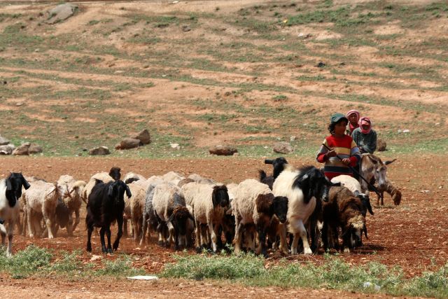 أزمة الأعلاف بين تحايل المستوردين وممانعة الإنتاج