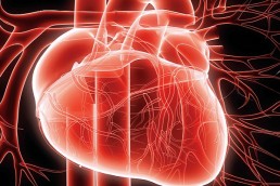 خلايا جذعية لعلاج القلب