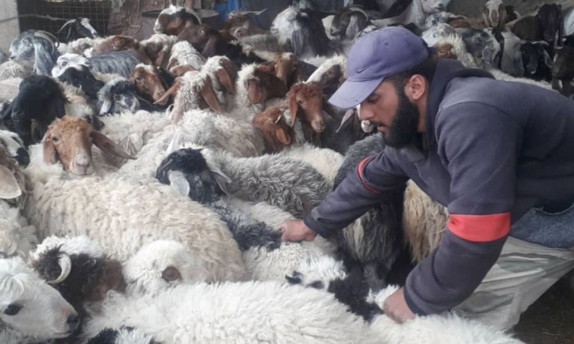 معاناة مربي الثروة الحيوانية وأثرها السلبي على الأمن الغذائي
