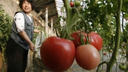 العلماء يكتشفون طريقة للحصول على خضروات عملاقة