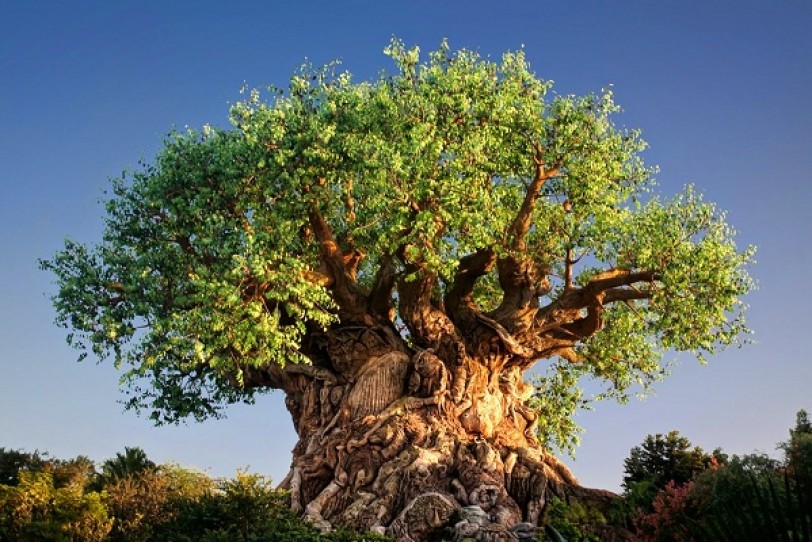 «شجرة الحياة» تضم نحو 2.3 مليون كائن حي