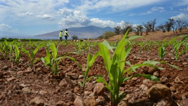 بارونات الزراعة العالمية.. &laquo;تبتلع بعضها&raquo;