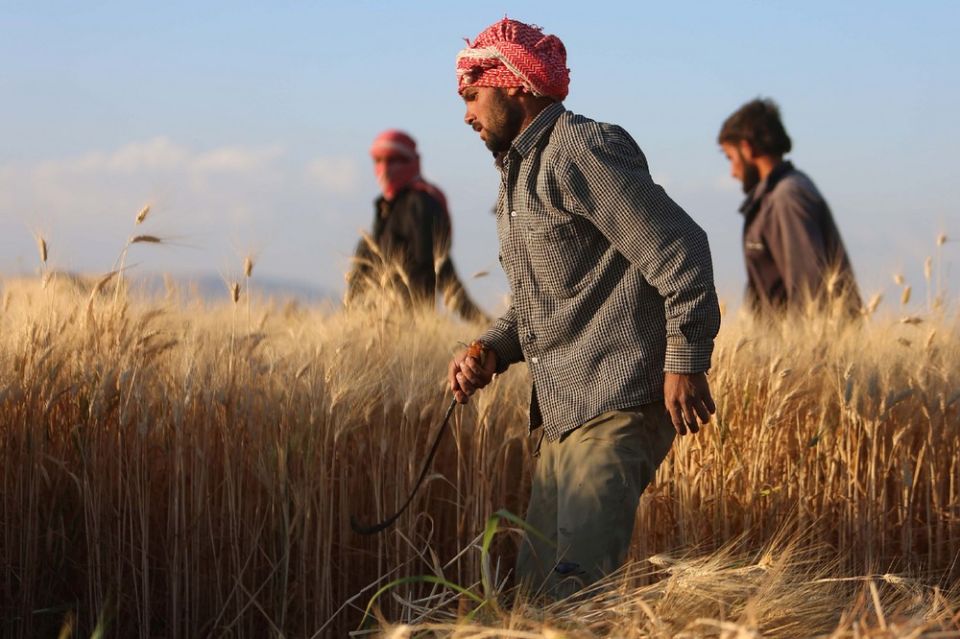 الأمن الغذائي على المحك... تراجع إنتاج القمح وزيادة الاعتماد على الاستيراد