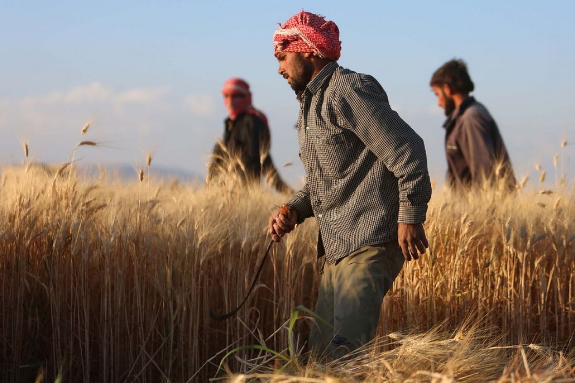 الأمن الغذائي على المحك... تراجع إنتاج القمح وزيادة الاعتماد على الاستيراد