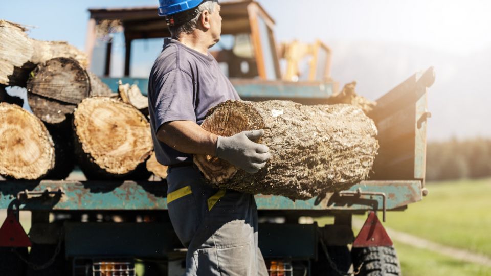 ارتفاع ثمن الحطب في ألمانيا بنسبة 85% وسط أزمة الغاز