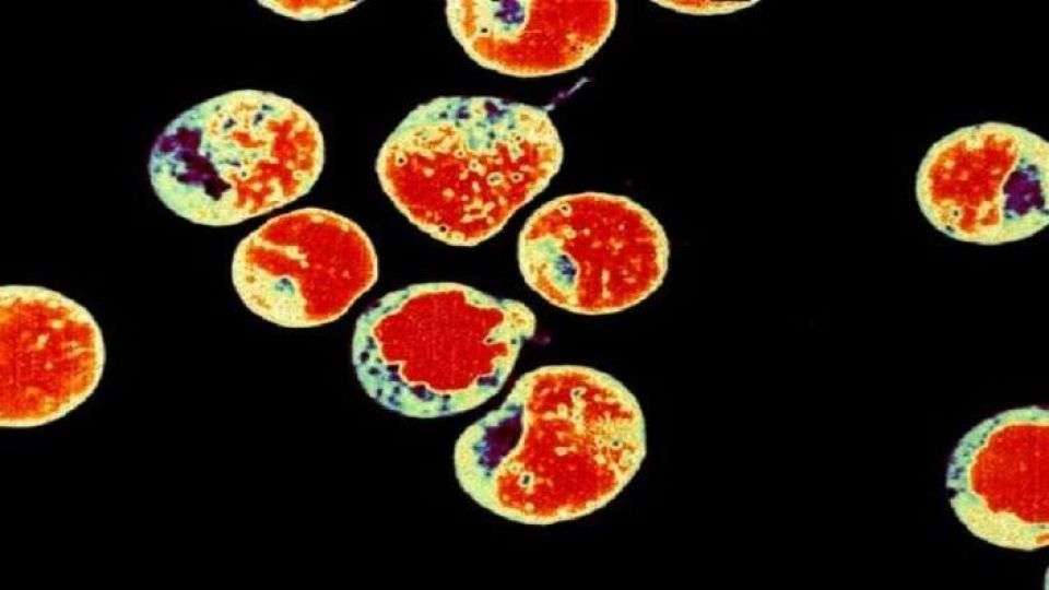 خطر يهدد مناعة البشر