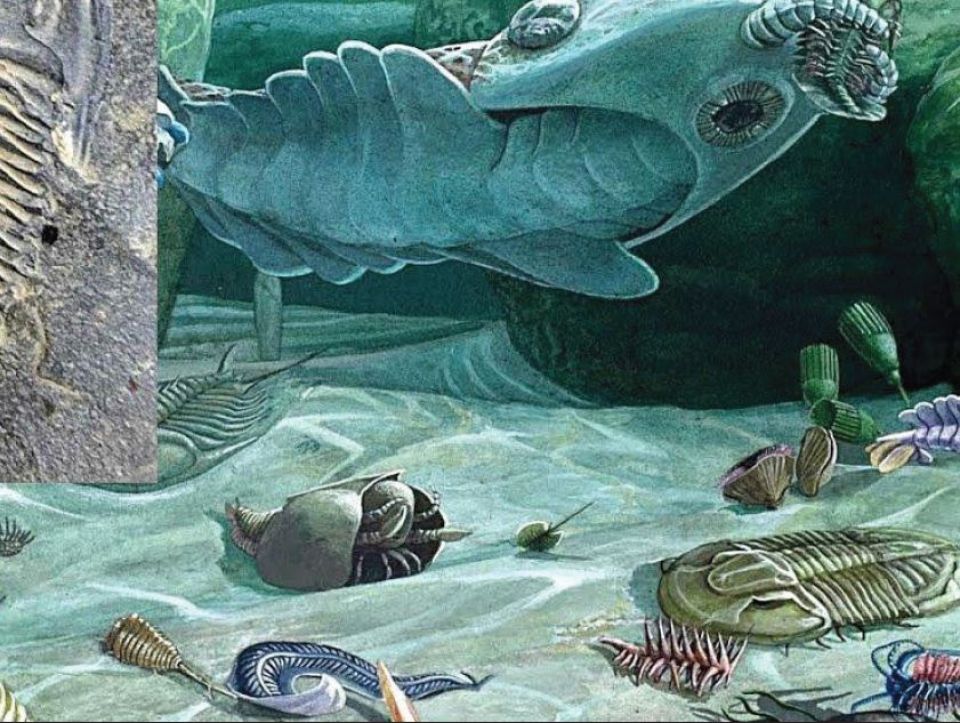 اكتشاف كائنات غريبة في الصين تعود لأكثر من نصف مليار سنة!