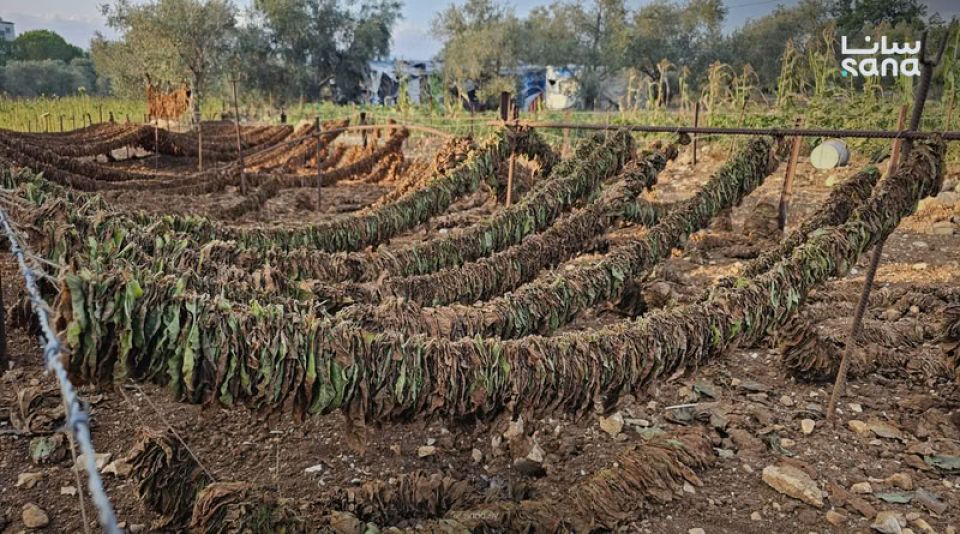 إنهاء عقود 113 عاملاً في مؤسسة التبغ  و614 موظفاً تابعين لوزارة الشؤون الاجتماعية والعمل