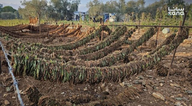 إنهاء عقود 113 عاملاً في مؤسسة التبغ  و614 موظفاً تابعين لوزارة الشؤون الاجتماعية والعمل