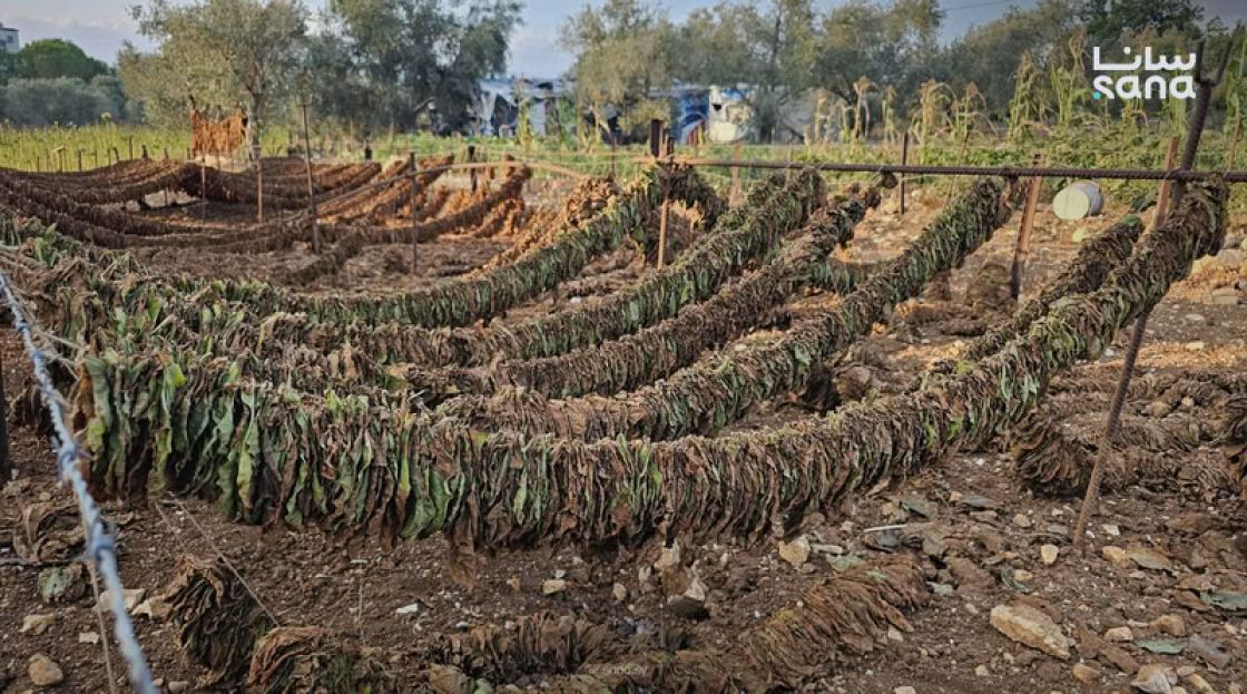 إنهاء عقود 113 عاملاً في مؤسسة التبغ  و614 موظفاً تابعين لوزارة الشؤون الاجتماعية والعمل