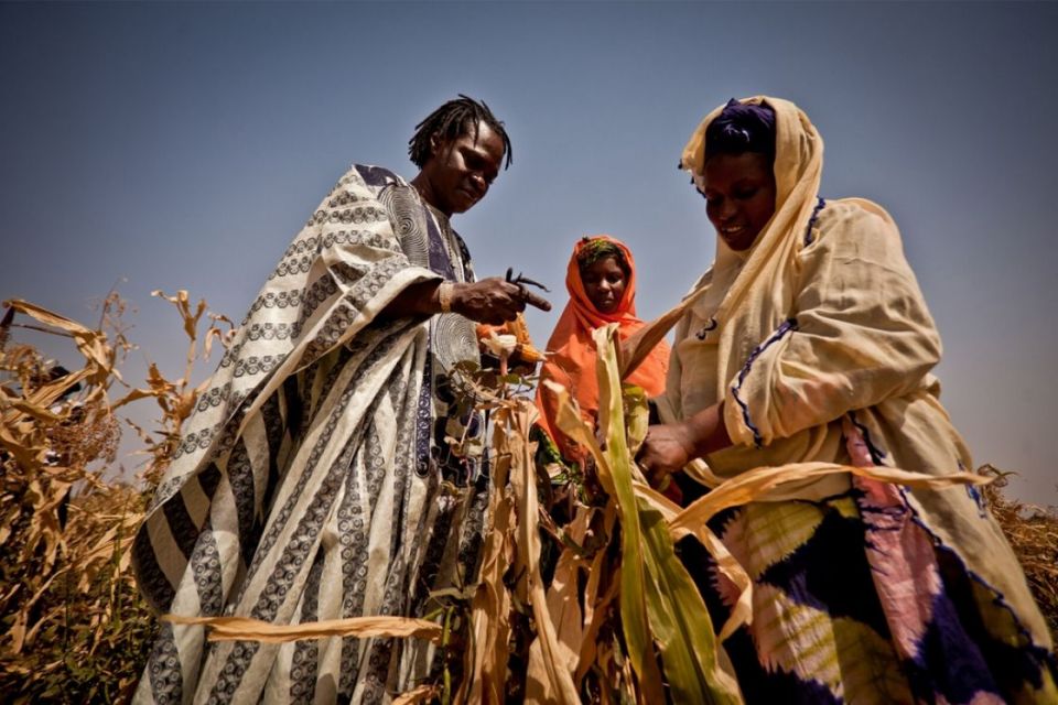 الزراعات الصناعية والأحادية... والاستمرار في تأزيم المناخ