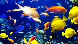 ظاهرة &laquo;حمضية المحيطات&raquo; تهدد البشر في قوتهم