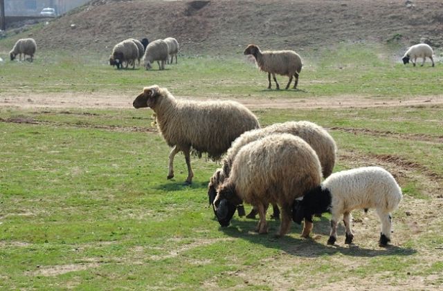 من وراء تدهور المراعي؟