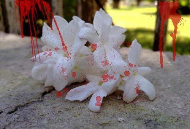 رائحة دماء الياسمين