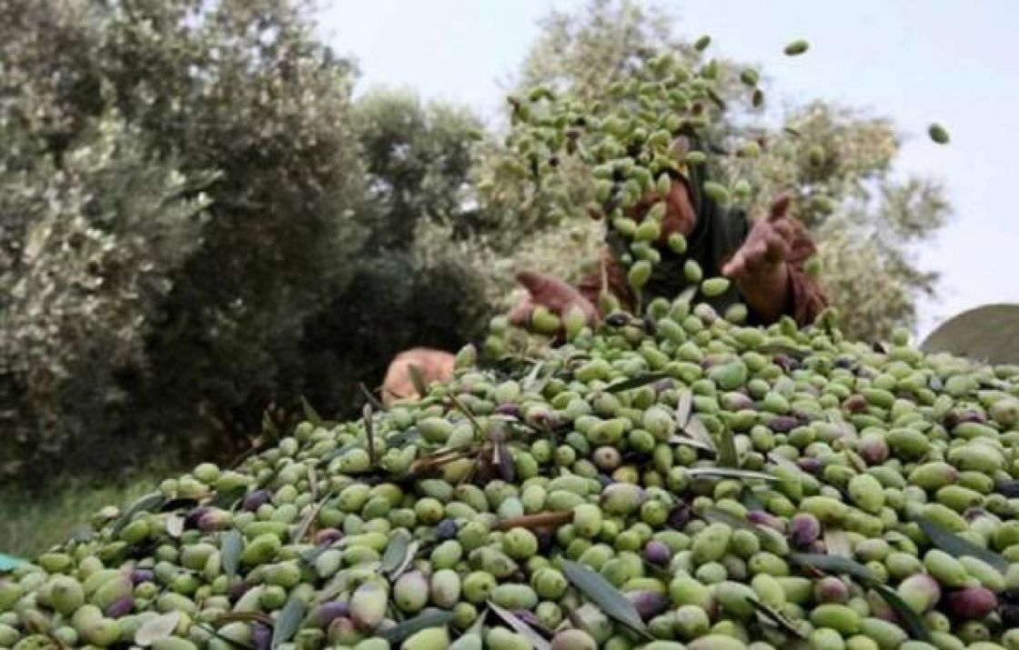 وزارة الزراعة: انخفاض 24% بإنتاج الزيتون السوري