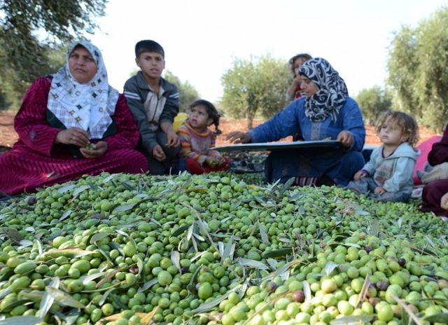 الزيت السوري رخيص عالمياً.. و(عالمي) محلياً!