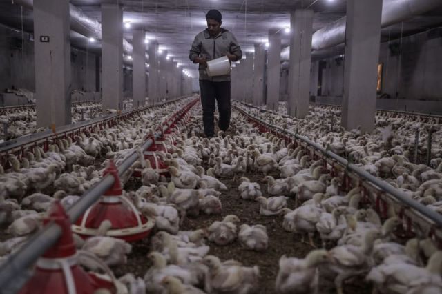 ارتفاعٌ جديد ينهك المواطنين... أسعار الفروج تحلّق