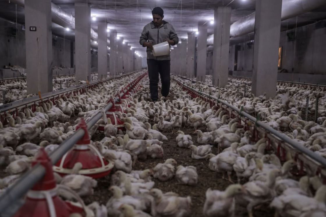 ارتفاعٌ جديد ينهك المواطنين... أسعار الفروج تحلّق