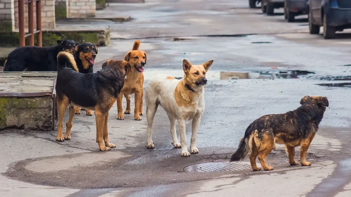 الكلاب الشاردة شريكتنا بالشوارع والأحياء والموت الطبيعي!