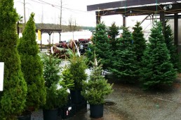 تقرير علمي حول حشرات شجرة الميلاد