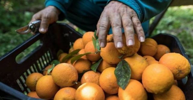 توزّع عوائد موسم الحمضيات...  بين المنتجين والتجار والمصدرين