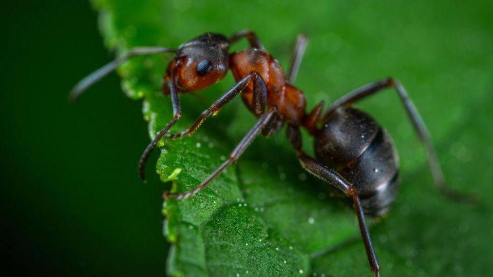 اكتشاف عند النمل قد يساعد بترميم دماغ الإنسان