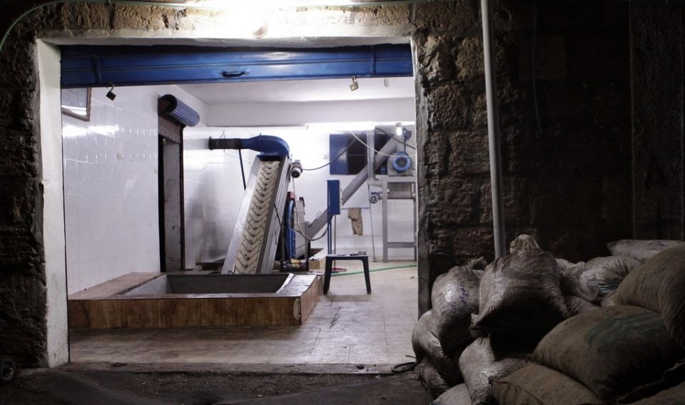 محصول الزيتون ينخفض وأسعار الزيت ترتفع..؟